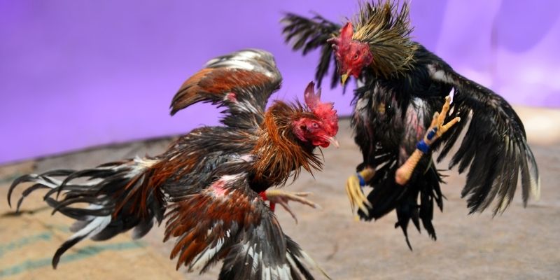 88clup KM Game Bài 3d