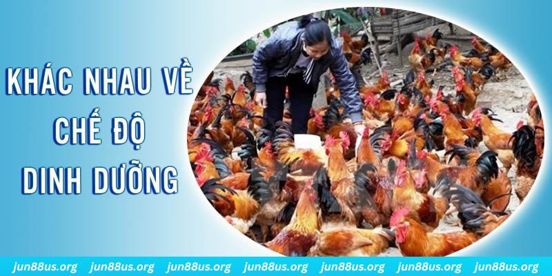 88clup xổ số miền nam thứ năm hàng tuần