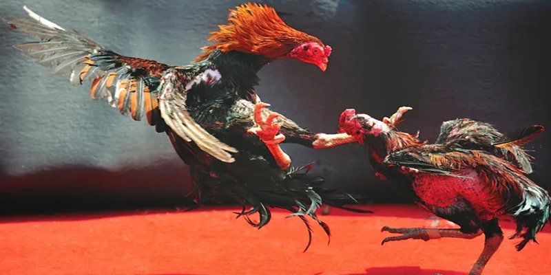 88clup bắn cá h5 chơi ngay