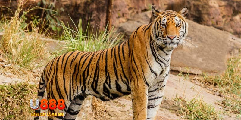 88clup xổ số bình thuận