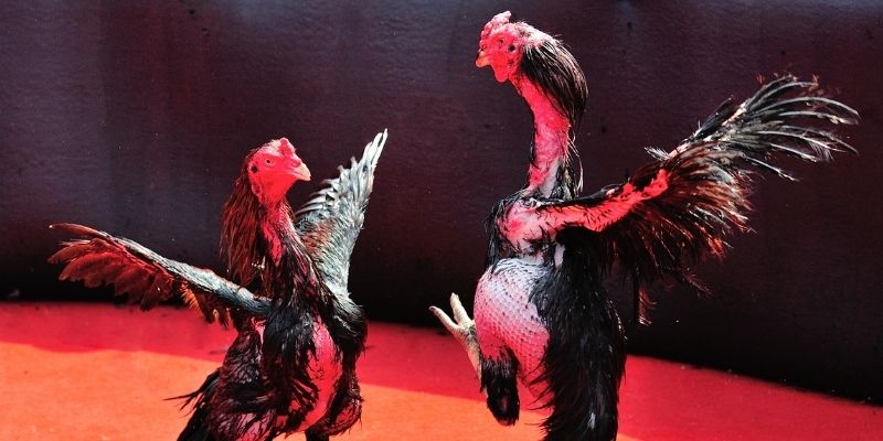 88clup thị trường baccarat là gì