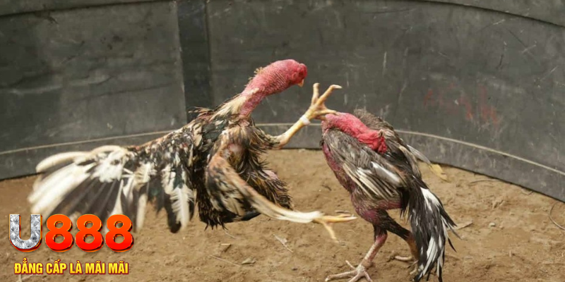 88clup đăng nhập tiến lên miền nam số 1